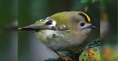 Красноголовый королёк (Regulus ignicapillus). Птицы Европейской России.