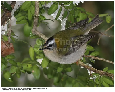 Желтоголовый королек Regulus regulus Goldcrest