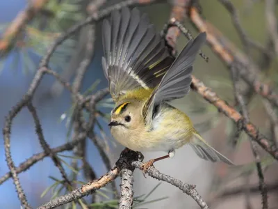 uralbirds - Желтоголовый #Королёк - самая маленькая птица... | Facebook