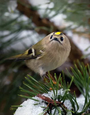 Королек красноголовый (Regulus ignicapillus). Фотогалерея птиц. Фотографии  птиц России, Беларуси, Украины, Казахстана, Таджикистана, Азербайджана.