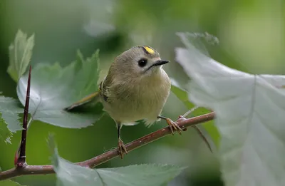 Голоса птиц Как поёт Королёк желтоголовый Regulus regulus - YouTube