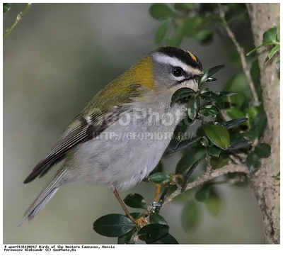 Королёк желтоголовый - Goldcrest | Москва, Царицыно | Svetlana Golovanova |  Flickr