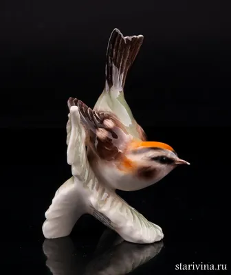 Колибри Птица Природа Тропических Крылья | Imagem de beija flor,  Fotografias de aves, Beija flores
