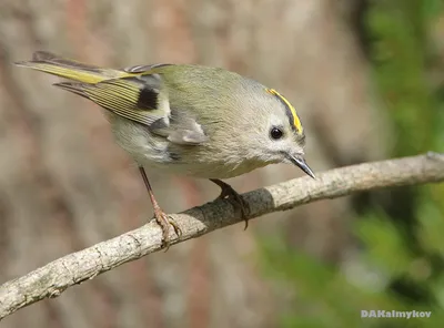 Красноголовый королёк (Regulus ignicapillus). Птицы Европейской России.