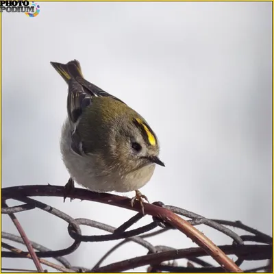 Goldcrest / Желтоголовый королек / Золотомушка жовточуба | Украина, Птицы,  Киев