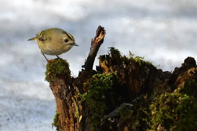 Инопланетяне атакуют.... Goldcrest. Желтоголовый королек. #birds #птица  #birdwatching #naturephotograpy #птицы #птицымосквы #фотоприроды… |  Instagram