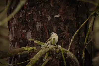 Колибри еловых лесов: почему королёк ест постоянно - KP.RU
