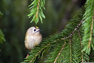 Желтоголовый королек (Regulus regulus)