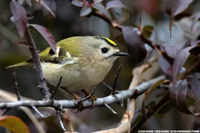 Фотография Красноголовый королёк (Regulus ignicapilla) Птицы западного  Кавказа | Фотобанк ГеоФото/GeoPhoto | GetImages Group