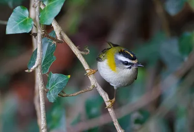 Photos of animals,фото животных - Рубиновоголовый королёк (лат. Regulus  calendula) — мелкая американская певчая птица семейства корольковых.  Описание - Верхняя сторона птицы оливково-зелёная, нижняя сторона немного  светлее. У него есть белые полосы