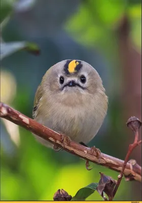 Красноголовый королёк (Regulus ignicapilla). Птицы Беларуси.