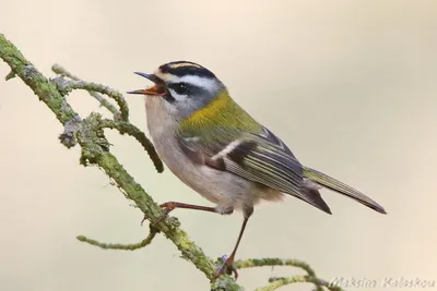 Королек красноголовый (Regulus ignicapillus). Фотогалерея птиц. Фотографии  птиц России, Беларуси, Украины, Казахстана, Таджикистана, Азербайджана.