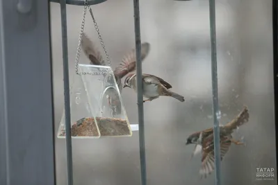 Кладем в кормушки семечки, крупы»: в Татарстане стартовала акция «Покормите  птиц зимой!»