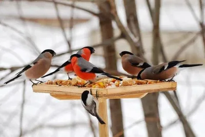 Чем можно кормить птиц зимой?| TeenAge.by