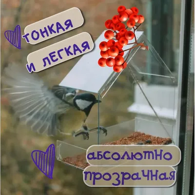 Поставил кормушку за окном и весь год фотографировал птиц, которые  прилетали покушать | Пикабу