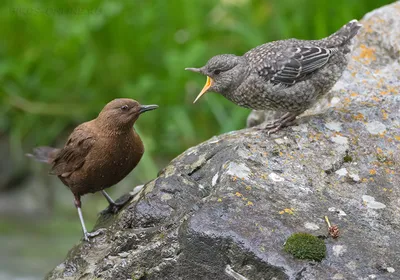 Оляпка (Cinclus cinclus). Птицы Европейской России.