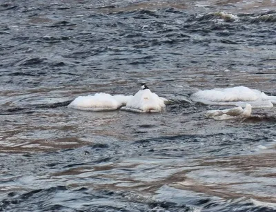 Оляпка - русалка речных вод - ANIMAL PHOTO