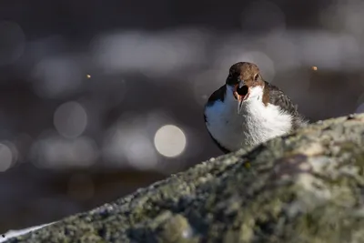 The bird that rolls stones under the water - Brown dipper | Film Studio  Aves - YouTube