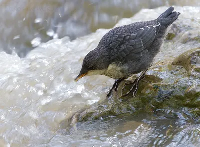 Оляпка (Cinclus cinclus). Птицы Сибири.