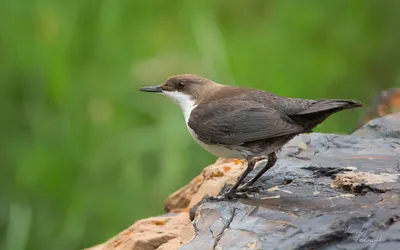 Бурая оляпка - eBird