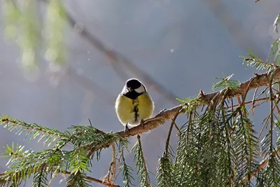 Большая синица (Parus major) - Приокско-Террасный государственный природный  биосферный заповедник