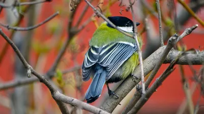 Природа, животные, птицы, фауна, синица, большая синица, больша́к, Parus  major, синицевые, воробьинообразные Stock Photo | Adobe Stock