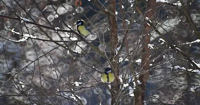 ФотоБлог Торгачкин Игорь Петрович © Igor Torgachkin: Большая синица / Parus  major / Great Tit