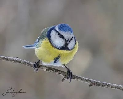 Синица, Кошечка, Животные