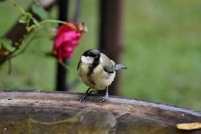 Клуб Людей и Птиц. ФОРУМЫ ptic.ru / Большая синица (Parus major)