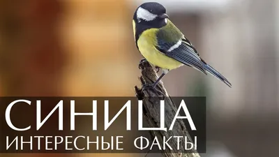 Большая синица или Yellowbellied птица сиськи Стоковое Фото - изображение  насчитывающей усаживание, синица: 173951298