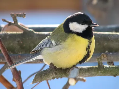 Большая синица (big tit)