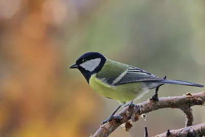 Большая синица (Parus major). Птицы Сибири.