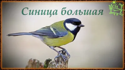 Большая Синица Птица Сидя - Бесплатное фото на Pixabay - Pixabay