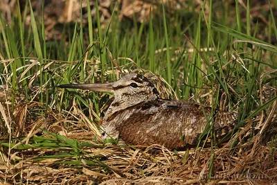 An awkward Eurasian woodcock. Birds with head injuries - YouTube