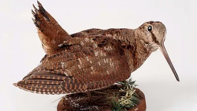 Стала известна причина частого травмирования редких птиц в Москве - Мослента