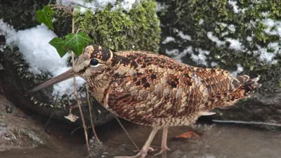 В Центре охраны хищных птиц спасли вальдшнепа с огнестрельным ранением | ИА  “ОнлайнТамбов.ру”