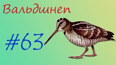 Вальдшнеп | Заморозки еще не наступили, но вальдшнепа не обманешь — пришло  время отправляться на юг. ⛱ ⠀ Западная Европа, тропики Азии, север Африки —  вот география... | By Приокско-Террасный заповедник | Facebook