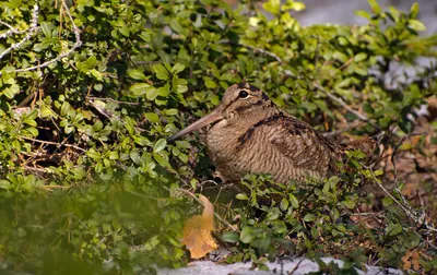 Евроазиатский вальдшнеп (rusticola вальдшнепа) на белизне Стоковое Фото -  изображение насчитывающей биохимии, клюв: 52043326