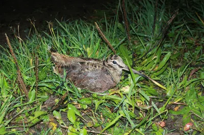 Американский вальдшнеп - eBird