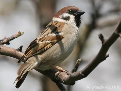 Полевой воробей (Passer montanus) Tree Sparrow - Воробьиные (Passeridae) -  Воробьеобразные Passeriformes - Классификатор птиц Таганрога и  Неклиновского района - Птицы Ростовской обл.В основе-Птицы  Таганрога/Некл.р-на