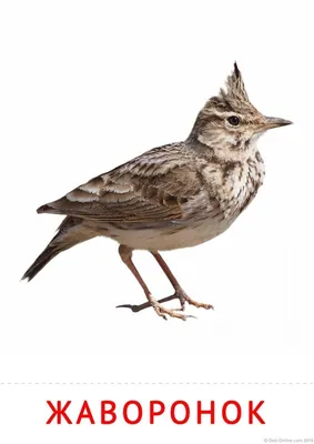 Как живёт полевой жаворонок: 10 интересных фактов о маленькой птице со  звонким голосом | Приключения натуралиста | Дзен