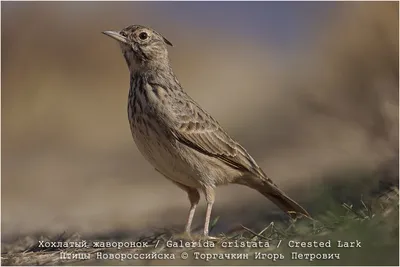 Crested Lark - Cochevis huppé | Жаворонок, Птицы, Воробьи
