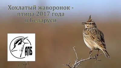 В Беларуси выбрали птицу 2017 года – 10 фактов о хохлатом жаворонке |  greenbelarus.info
