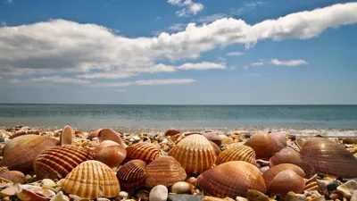 Фото ракушки на берегу моря фото