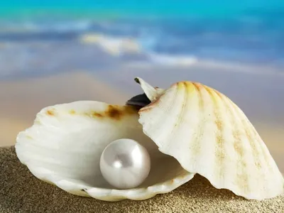 Ракушки и белые камни на берегу моря · Бесплатные стоковые фото