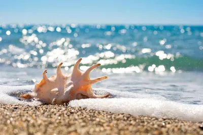 Ракушки на песчаном берегу моря крупным планом | Премиум Фото