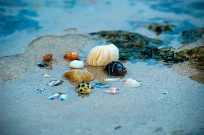 Морские ракушки на водоеме · Бесплатные стоковые фото