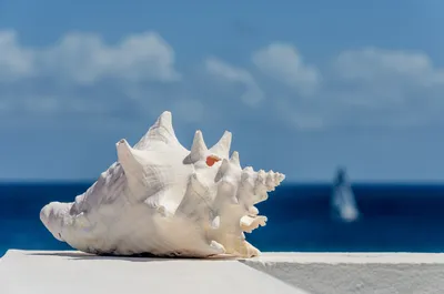 морские ракушки на берегу моря в португалии пляж Praia-da-ilha Deserta  Стоковое Фото - изображение насчитывающей пляж, зодчества: 221717368