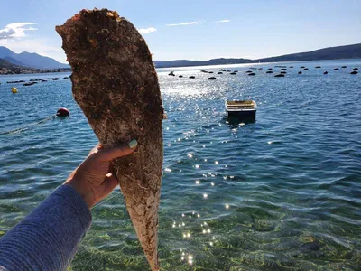 Ракушки на песке на берегу моря - обои на рабочий стол