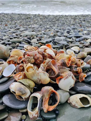 Находки, которые шторм выбросил на берег моря в Сочи (ракушки, семена  растений и вещи купальщиков) | Прекрасное рядом | Дзен